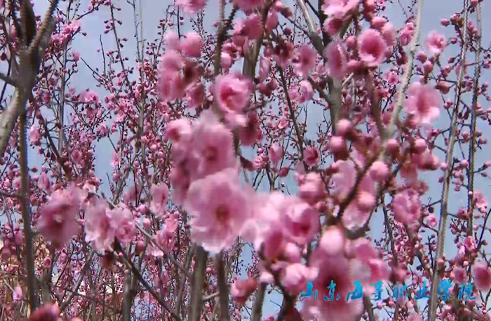 校園風光片《花好花開春滿園》